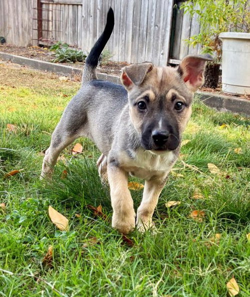 ONYX, a dog for adoption from City of Sacramento Animal Care Services