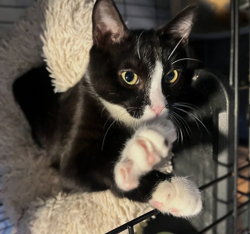 GUDETAMA, a cat for adoption from City of Sacramento Animal Care Services