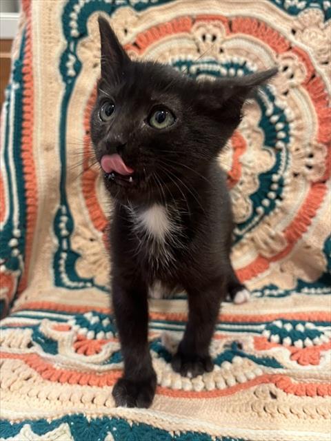 FRITTATA, a cat for adoption from City of Sacramento Animal Care Services