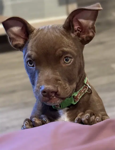 Sheldon - Pit Bull Terrier