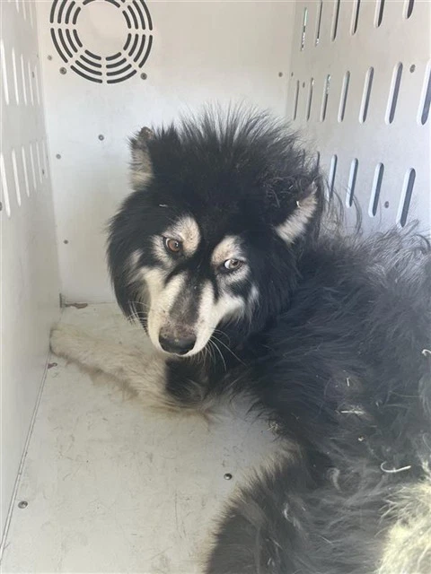 Kovu