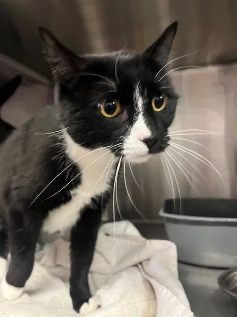Sis - Domestic Short Hair