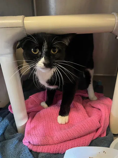 Tux - Domestic Short Hair