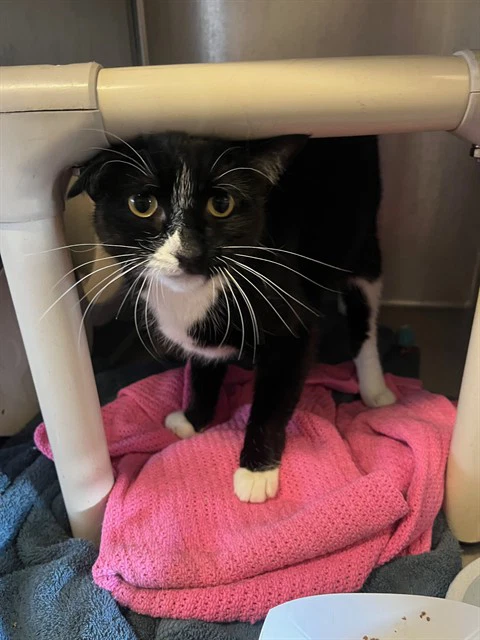 Tux