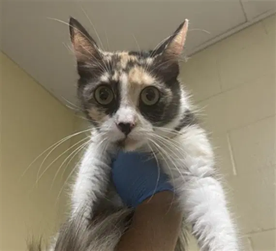 Willow Pill - Domestic Short Hair