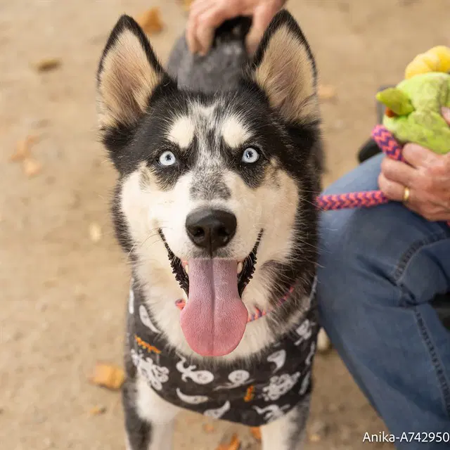 Anika - Siberian Husky