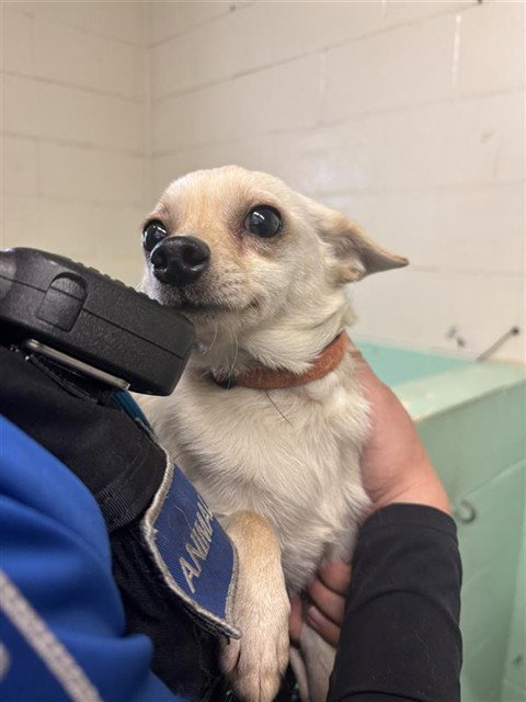 Lucky, Chihuahua