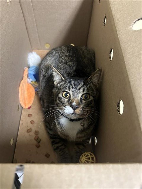 Yuki, Domestic Short Hair