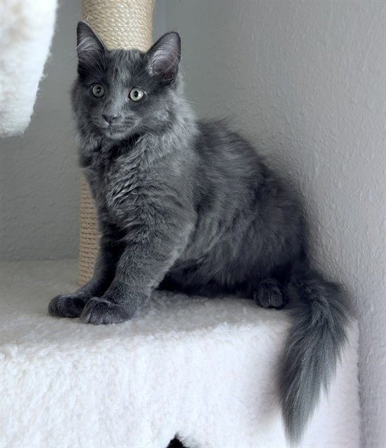 Wolfie, Domestic Short Hair