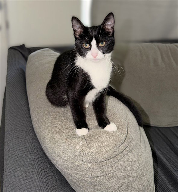 Dolce, Domestic Short Hair