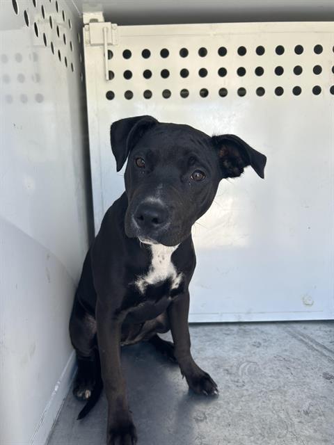 Little Lady, Pit Bull Terrier