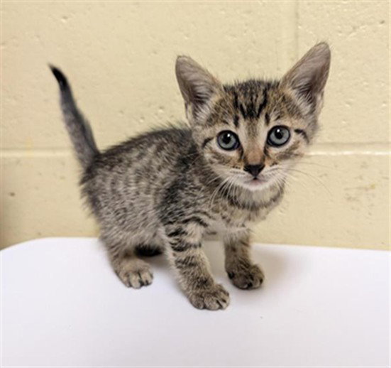Wednesday, Domestic Short Hair