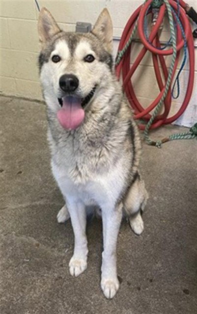 Baker, Siberian Husky