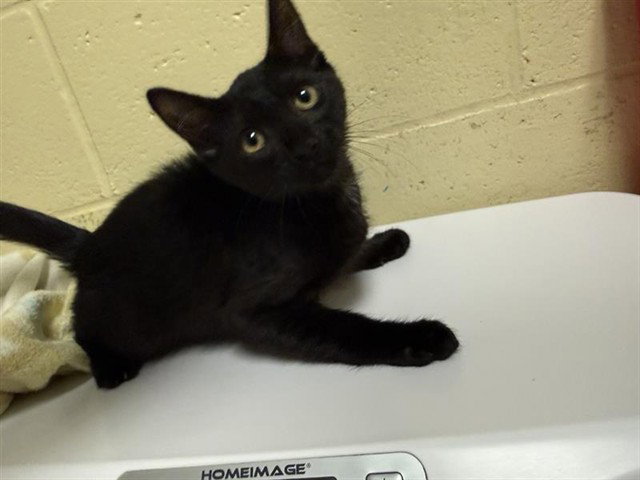 Bela Lugosi, Domestic Short Hair