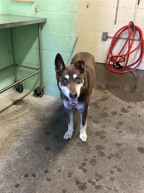 Lucas - Siberian Husky