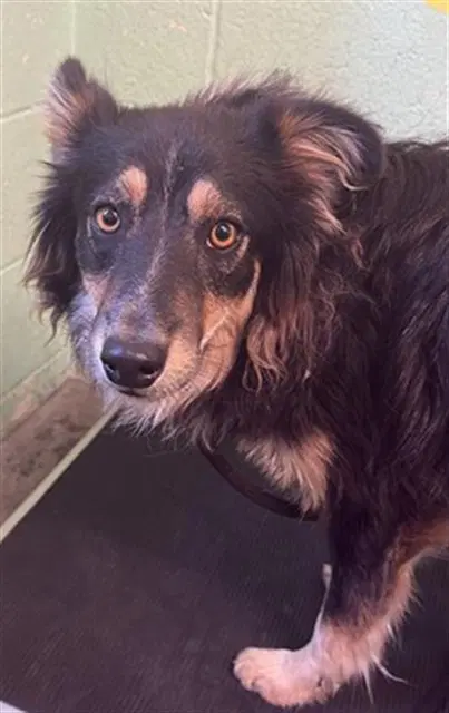 Newton - Border Collie