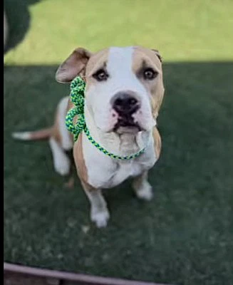 Raleigh