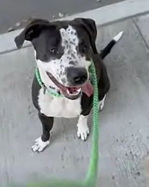 Charlie - Pit Bull Terrier