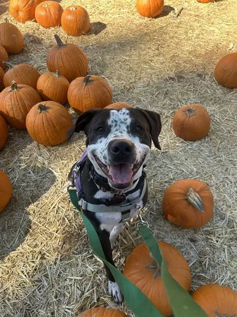 Charlie - Pit Bull Terrier