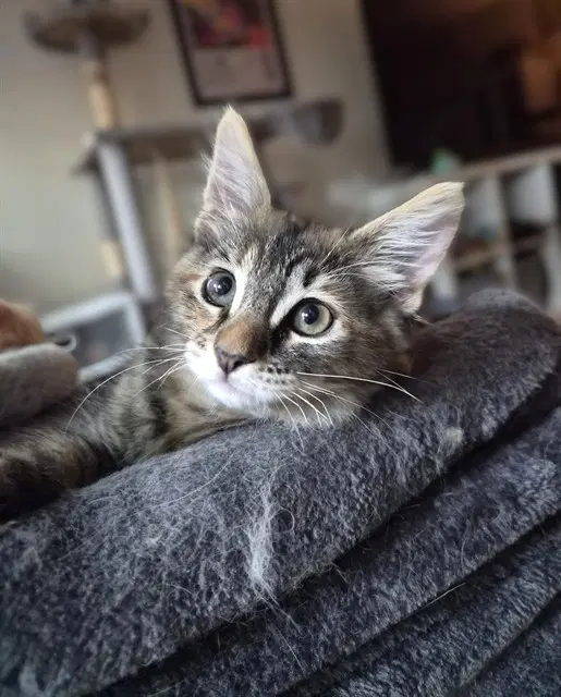 Jean Grey - Domestic Short Hair