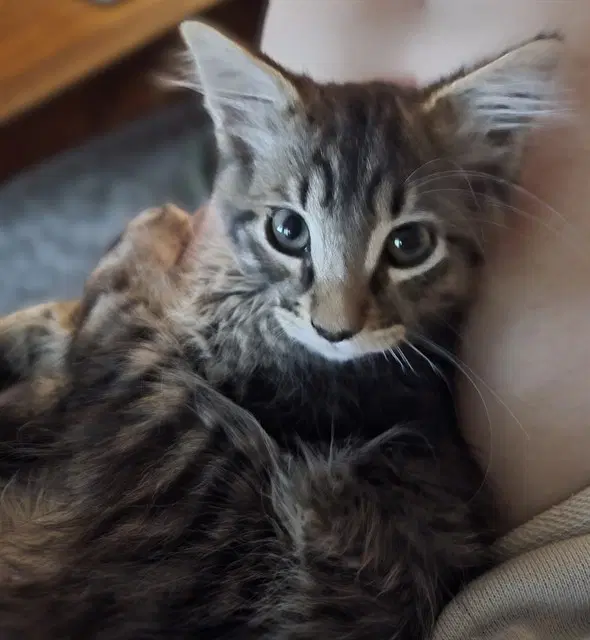 Peter Parker - Domestic Short Hair