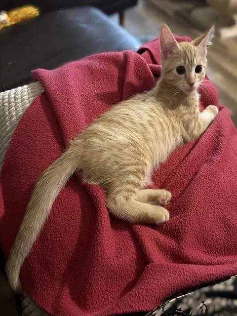 Pizzazz - Domestic Short Hair