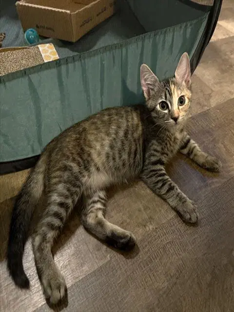 Roxy - Domestic Short Hair