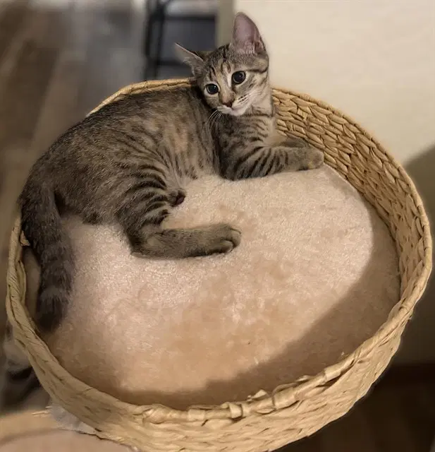 Stormy - Domestic Short Hair