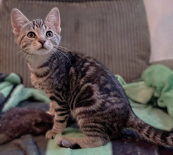 Bun Bun - Domestic Short Hair