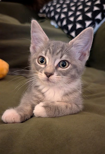 Lily