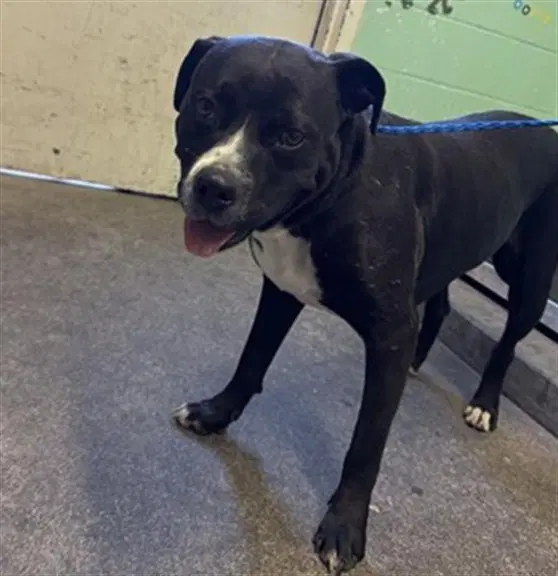 Aura - Pit Bull Terrier