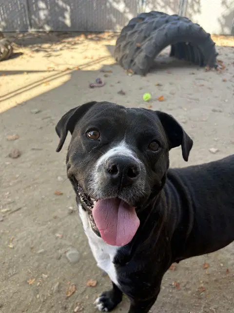 Aura - Pit Bull Terrier