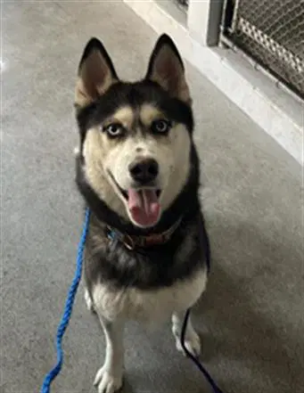 Ivy Marie - Siberian Husky