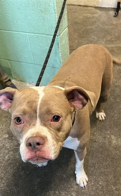 Princess Buttercup - Pit Bull Terrier