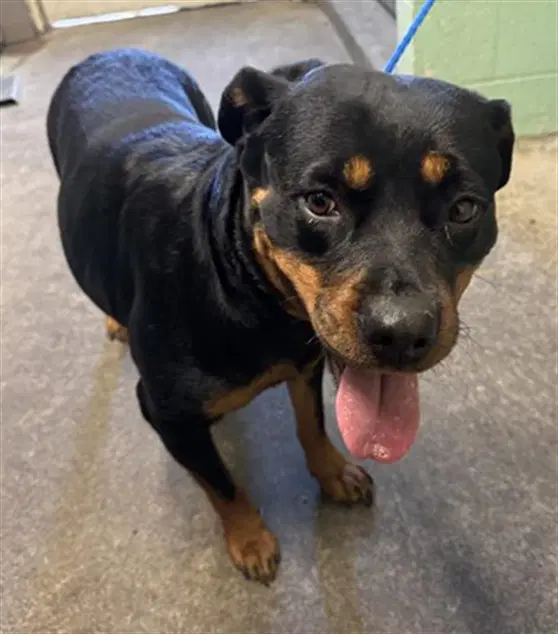 Brooklyn - Rottweiler