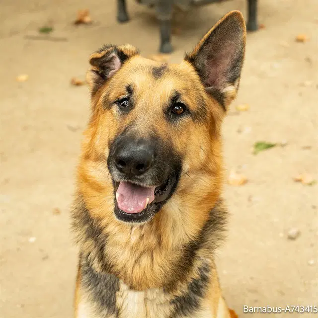 Barnabus - German Shepherd Dog