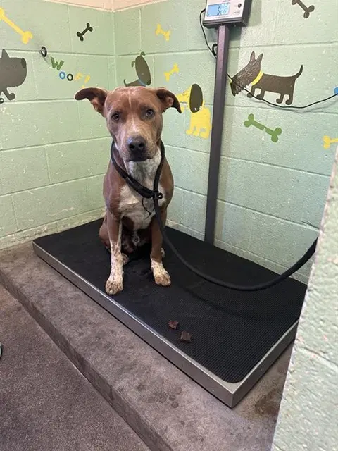 Charlie B Barkin - Pit Bull Terrier