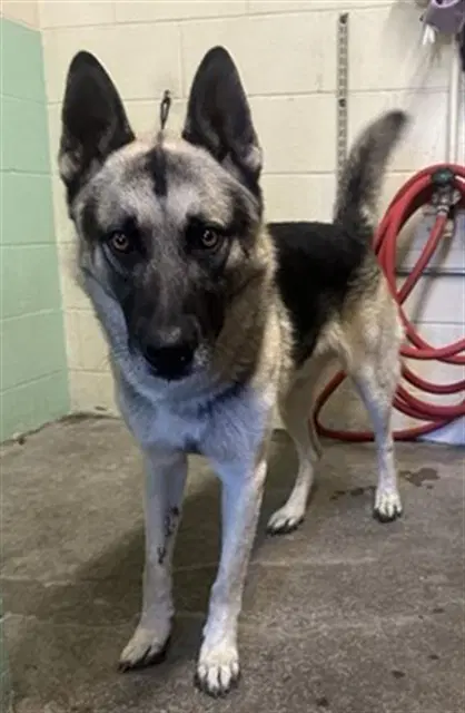 Unknown - German Shepherd Dog