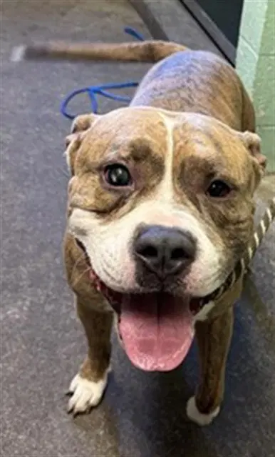 Enzo - Pit Bull Terrier