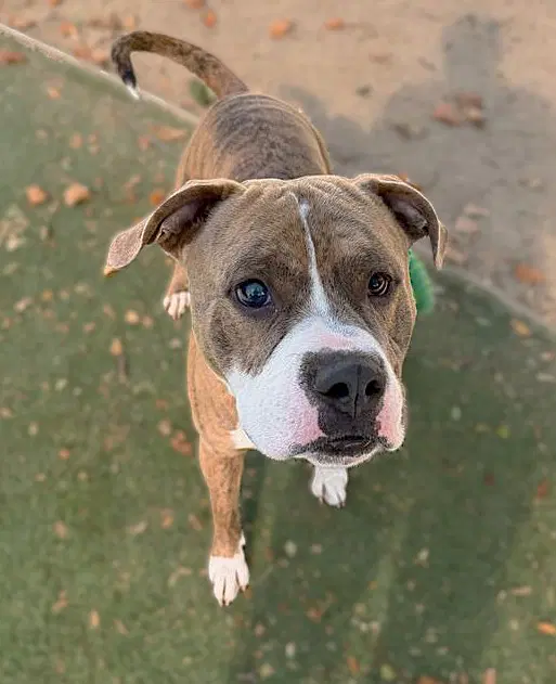 Enzo - Pit Bull Terrier