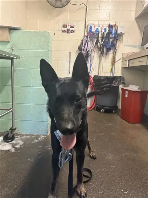 Jupiter - German Shepherd Dog