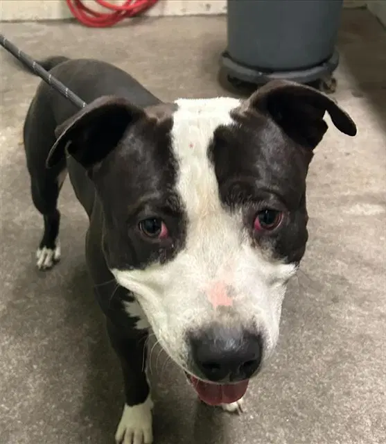 Gordy - Pit Bull Terrier