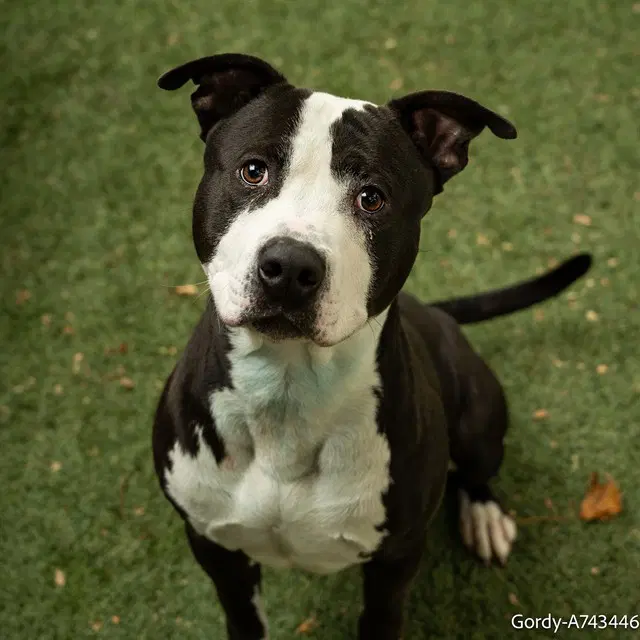 Gordy - Pit Bull Terrier