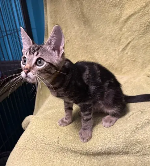 Willy - Domestic Short Hair