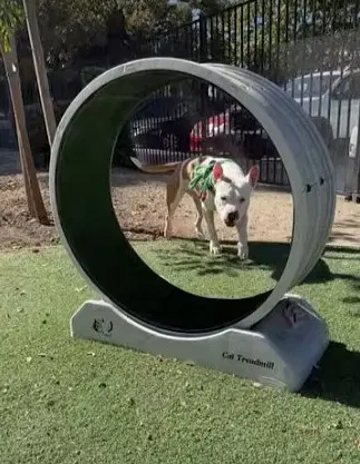 Charlotte - Pit Bull Terrier
