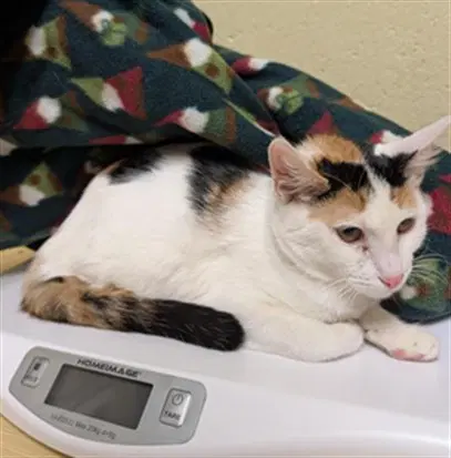 Nesquik - Domestic Short Hair