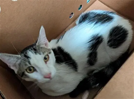 Sunny D - Domestic Short Hair