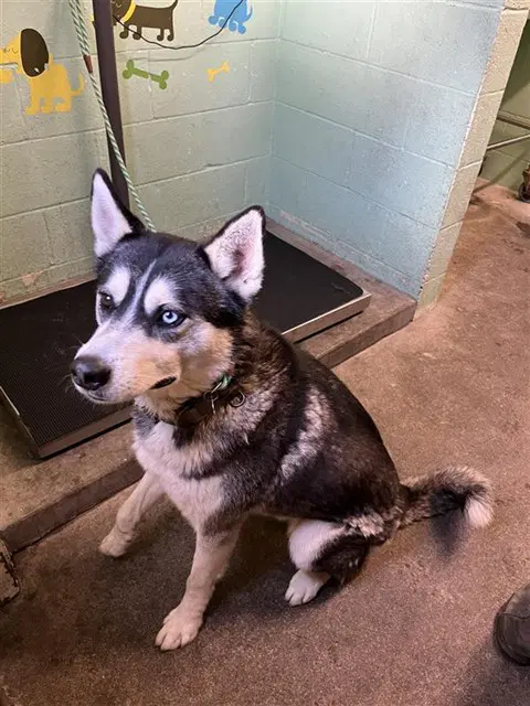 Rex - Siberian Husky