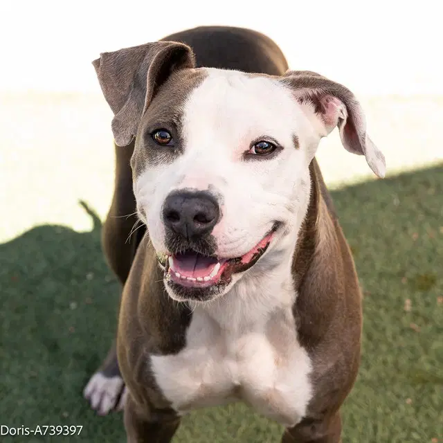 Girl - Pit Bull Terrier