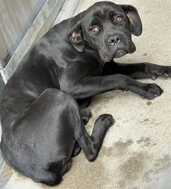 Aja - Cane Corso Mastiff